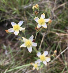Hypericum brasiliense