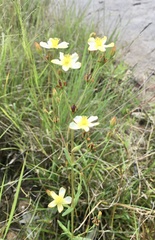 Hypericum brasiliense