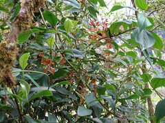 Cyrtochilum serratum