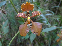 Cyrtochilum serratum