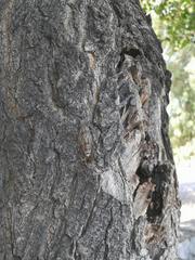 Cicada mordoganensis
