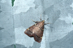 Hypsopygia thymetusalis
