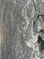 Cicada mordoganensis