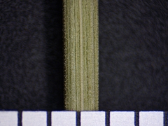 Piptatheropsis pungens