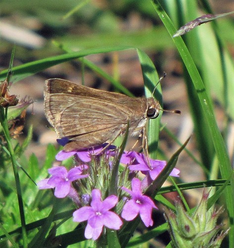 Bizca parda