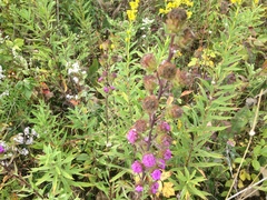 Liatris scariosa