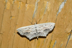 Scopula cacuminaria