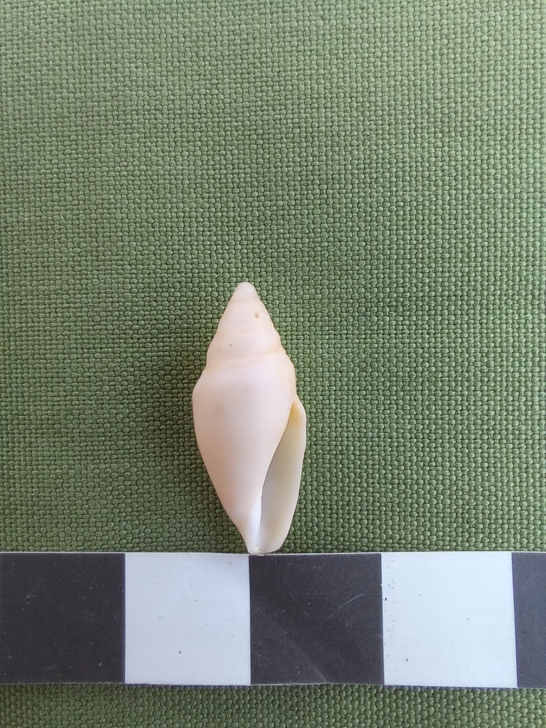 Conorbidae