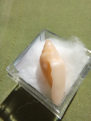 Benthofascis biconica