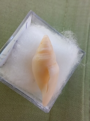 Benthofascis biconica