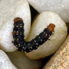 Xanthopastis timais