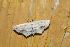 Scopula cacuminaria