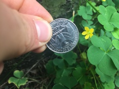 Oxalis stricta