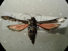 Zenodoxus canescens