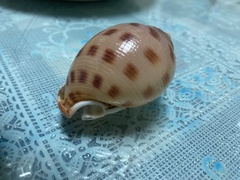 Semicassis bisulcata