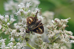 Propertius propertius