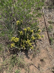 Euphorbia enormis