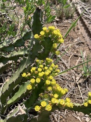 Euphorbia enormis