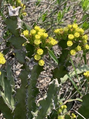 Euphorbia enormis