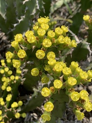 Euphorbia enormis