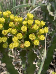 Euphorbia enormis