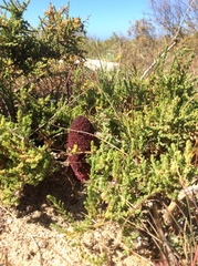 Cynomorium coccineum