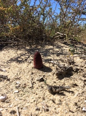 Cynomorium coccineum