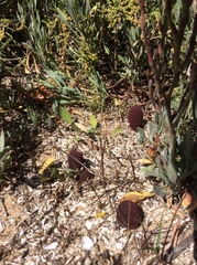 Cynomorium coccineum