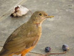 Turdus rufiventris