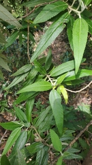 Asterotrichion discolor