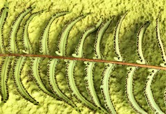 Nephrolepis rivularis