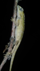 Calotes versicolor