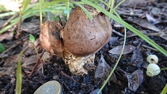 Scleroderma meridionale