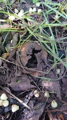 Scleroderma meridionale