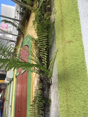 Nephrolepis rivularis