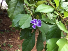 Duranteae