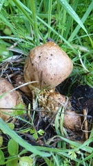 Scleroderma meridionale