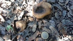 Scleroderma meridionale