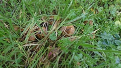 Scleroderma meridionale