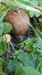 Scleroderma meridionale