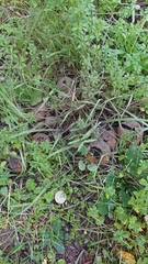 Scleroderma meridionale