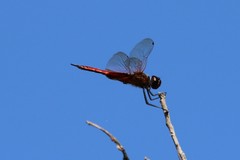 Tramea insularis