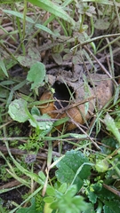 Scleroderma meridionale