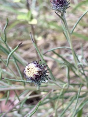 Lessingianthus plantaginodes