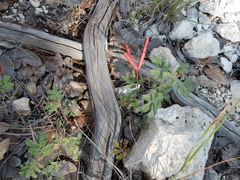 Desmanthus velutinus
