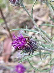 Lessingianthus plantaginodes