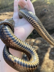 Liodytes rigida sinicola