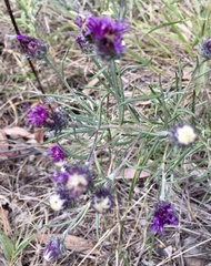 Lessingianthus plantaginodes