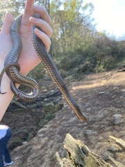 Liodytes rigida sinicola