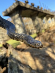 Liodytes rigida sinicola